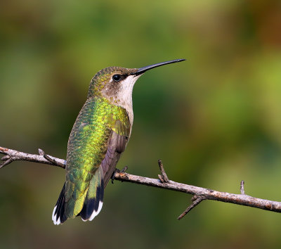 Ruby-throated Hummingbird