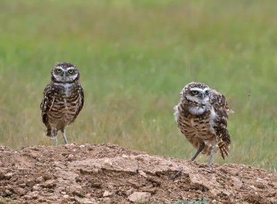 Burrowing Owls