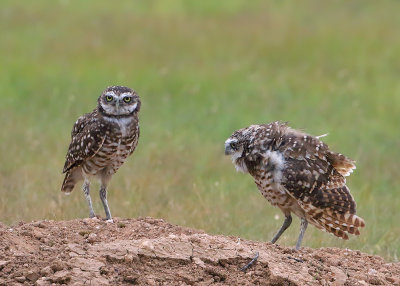 Burrowing Owls