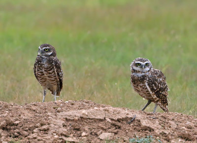 Burrowing Owls