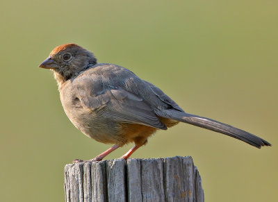 Canyon Towhee