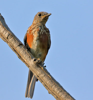 Eastern Bluebird