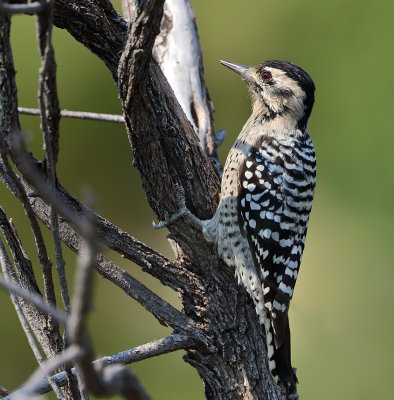 Ladder-backed Woodpecker