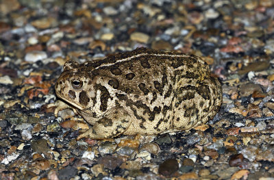 Woodhouses Toad