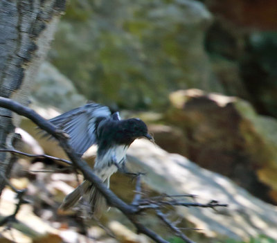 Black Phoebe