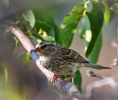 Chipping Sparrow