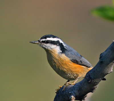 Red-breasted Nuthatch