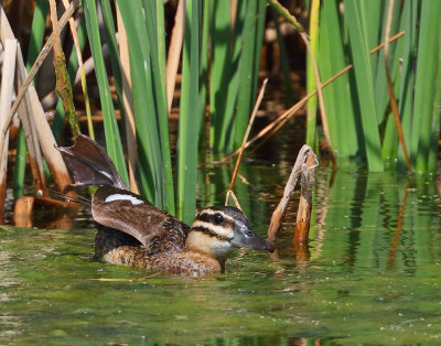 Masked Duck