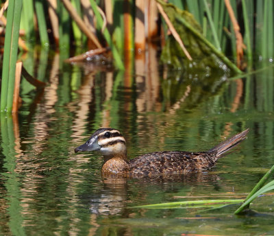 Masked Duck