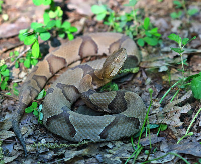 Copperhead