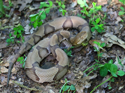 Copperhead