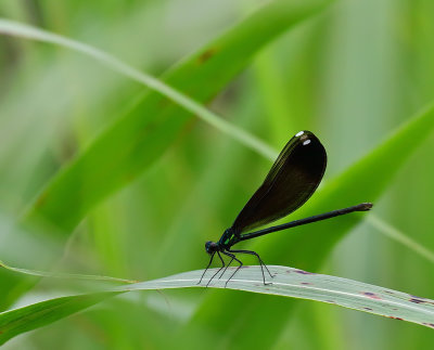 Ebony Jewelwing