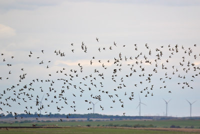 American Golden-Plovers