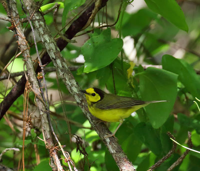 Hooded Warbler