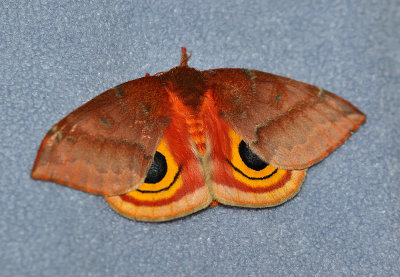 Io Moth