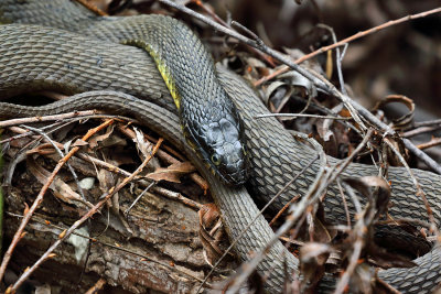 Plain-bellied Watersnake