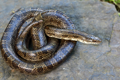 Prairie Kingsnake