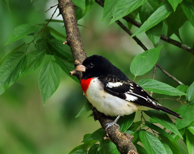 Rose-breasted Grosbeak