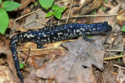 Sequoyah Slimy Salamander