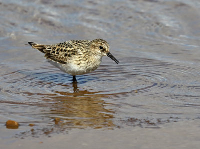 Semipalmated Sandpiper