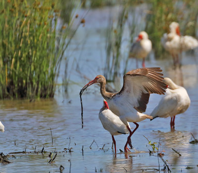 White Ibises