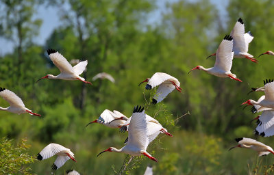 White Ibises