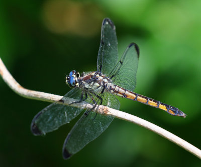 Great Blue Skimmer