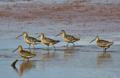 Short-billed Dowitchers