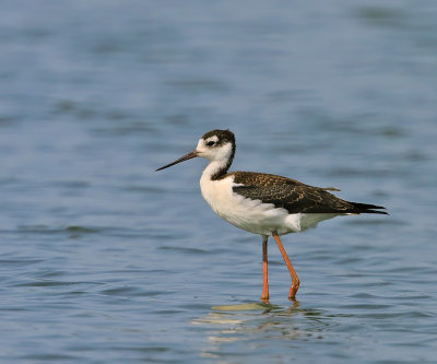 Black-necked Stilt