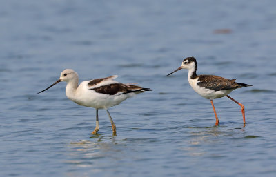 Black-necked Stilt