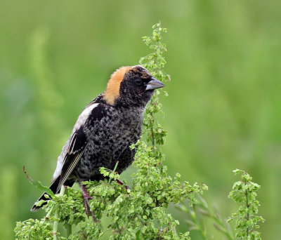 Bobolink