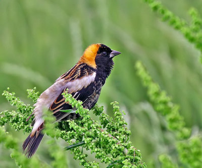 Bobolink