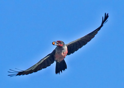 Lewis's Woodpecker