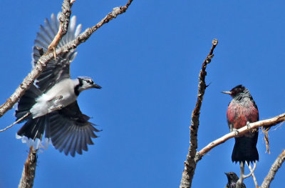 Lewis's Woodpecker