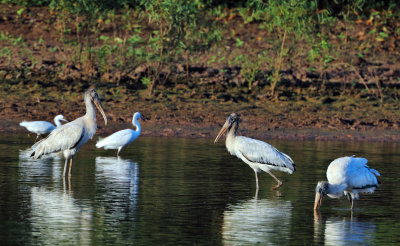 Wood Storks