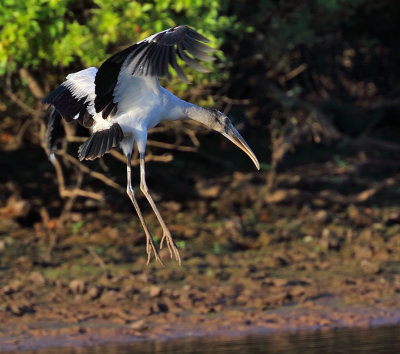 Wood Stork