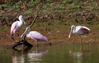 Roseate Spoonbill