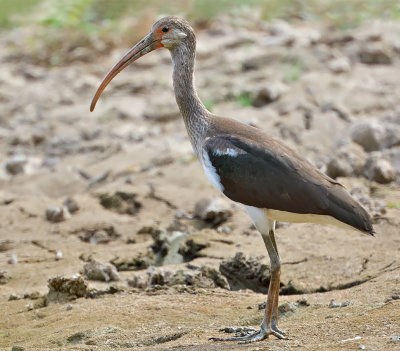 White Ibis