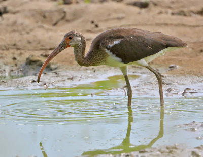 White Ibis