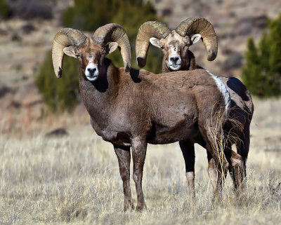 Bighorn Sheep