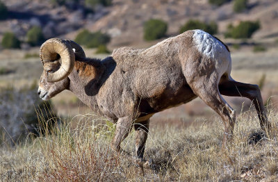 Bighorn Sheep