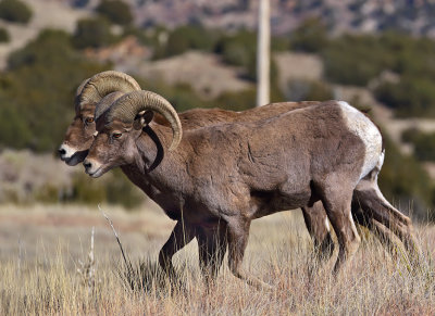 Bighorn Sheep