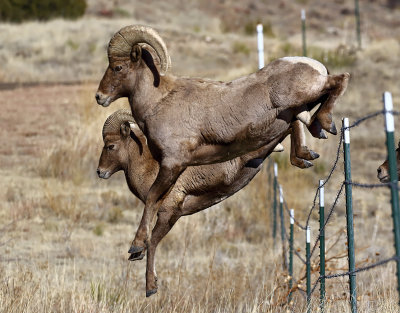 Bighorn Sheep