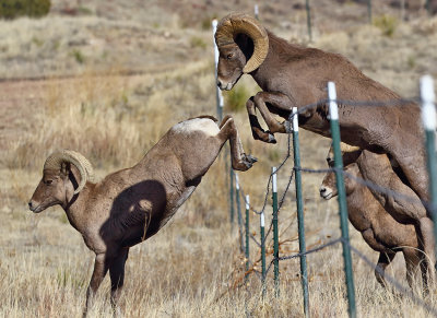 Bighorn Sheep