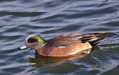 American Widgeon