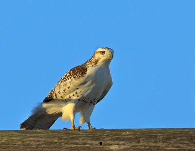 Red-tailed Hawk