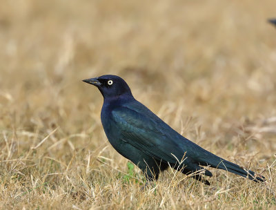 Brewer's Blackbird