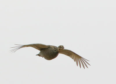 Greater Prairie-Chicken