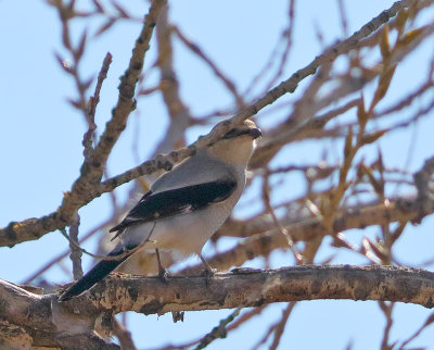 Northern Shrike