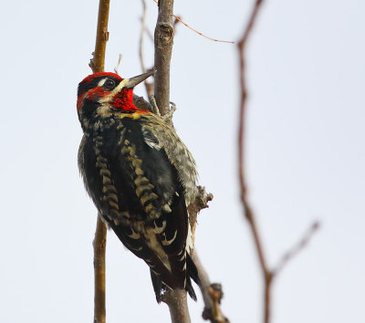 Red-naped x Red-breasted Sapsucker hybrid